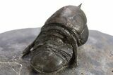 Pelagic Trilobite (Cyclopyge) Fossil - Huge Eyes #316657-4